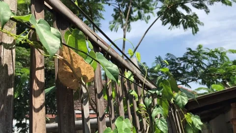 Cinematic Leaves Stock Footage 287610333