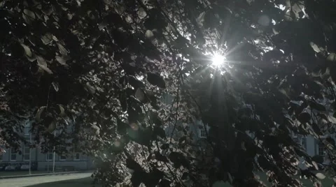Cinematic leaves in foreground of Sunset Stock Footage 50583755