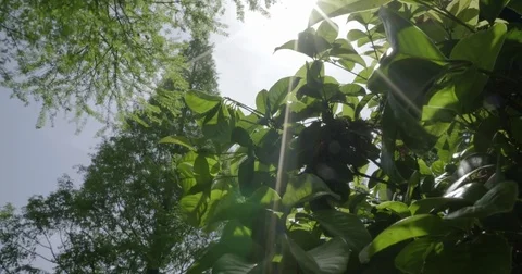 Cinematic Lens Flare Through Trees in Mainland China Flower Garden 4K Video stock 80351774