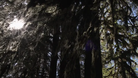 Cinematic Light Filtering into the Hoh Rain Forest 4k Stock Footage 111323818