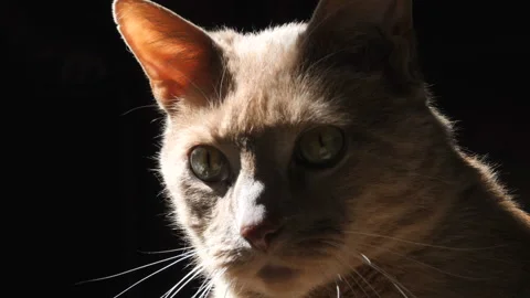 Cinematic Lighting Orange Cat Profile 스톡 동영상 237346846