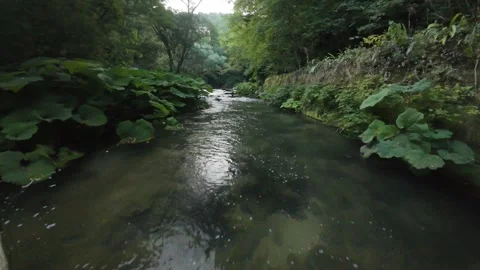 Cinematic low-altitude FPV drone shot gliding smoothly over a shallow natural ri Stock Footage 341846723