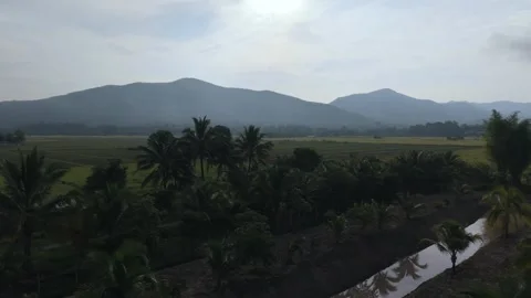 Cinematic low-angle aerial view of palm trees and rural landscape in Asia Stock Footage 335185872
