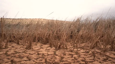 Cinematic Low Angle Shot of Dead Reeds and Cracked Earth in Climate Crisis Vídeos de archivo 334717660