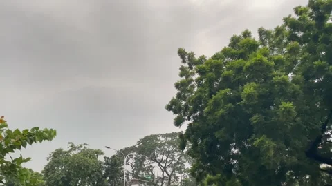 Cinematic Low Angle Shot of Dense Green Trees and Sprawling Stormy Sky. Stock Footage 345069271