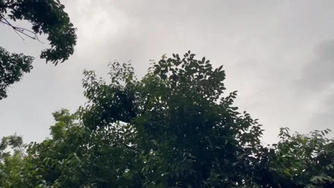 Cinematic Low Angle Shot of Dense Forest Foliage and Sprawling Stormy Sky. Stock Footage 345069488