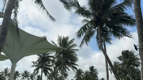 Cinematic Low Angle Shot Looking Up at Tropical Coconut Grove 4K Stock-Footage 331898164
