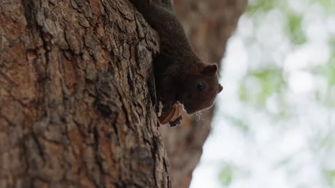 Cinematic Low-Angle Shot of a Small Brown Squirrel Climbing Down a Tree Trunk Stock Footage 335202860