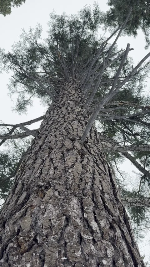 A cinematic low-angle shot of tree Stock Footage 329141445