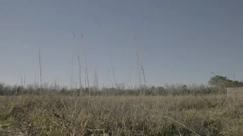 Cinematic low-angle slow-motion push-in of grass in open park Stock Footage 328255413