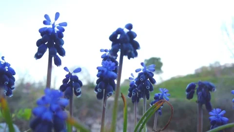 Cinematic Low Angle Spring Flower Close Up Stock Footage 332240906