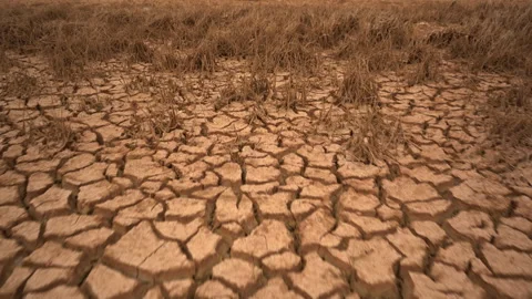 Cinematic Low Angle Tracking Shot Over Cracked Earth Towards Dead Crops Vídeos de archivo 334722004