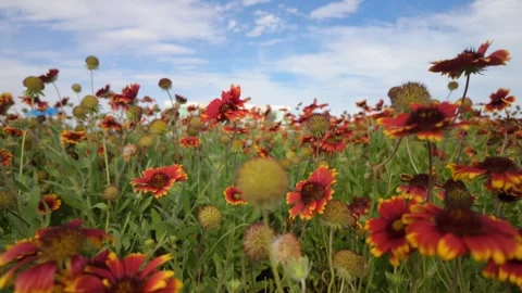 Cinematic low angle of vibrant red and yellow blanket flowers swaying Stock Footage 340043278