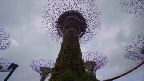 Cinematic low angle view of supertree garden Video stock 116554459