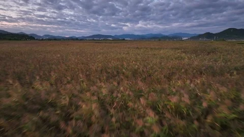 Cinematic Low Drone Flight Over Autumn Reeds at Sunset Stock Footage 313171612