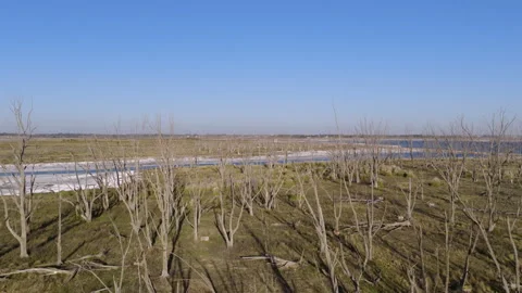Cinematic Low Drone Tracking of the Calcified Ghost Forest at Epecuén, Argentina Stock Footage 325153418