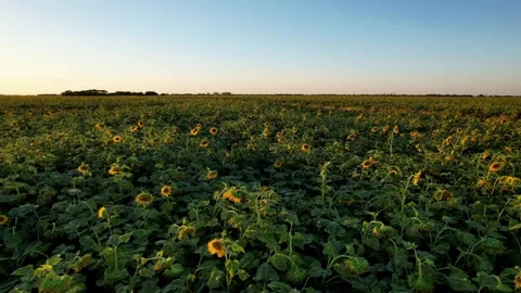 Cinematic low level tracking shot over sunflower field with diffused twilight Stock Footage 334641143