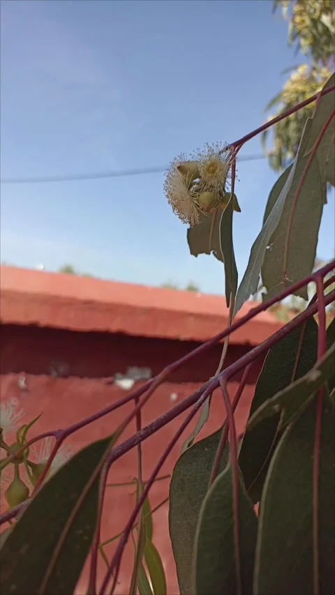 Cinematic Macro of Bee on Flowering Eucalyptus Branch Video stock 333007368
