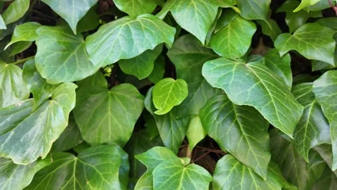 Cinematic Macro Close-Up Of Green Ivy Leaves With Detailed Texture Stock Footage 338009624