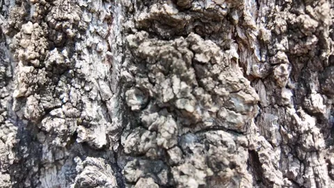 Cinematic macro close-up of natural raw cork oak bark texture Stock Footage 341760300