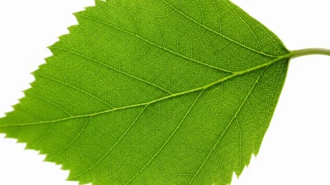 A cinematic macro close-up of a single vibrant green birch leaf Stock Footage 333776805