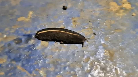 Cinematic macro footage of a leech emerging at night 動画素材 331146320