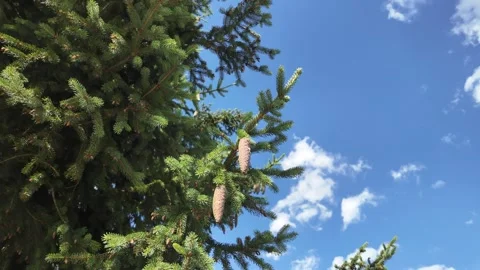 Cinematic macro footage of pine cones hanging on a spruce branch Stock Footage 344890436