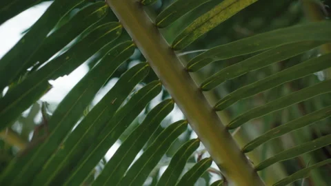 Cinematic Macro of Green Palm Leaf Stem and Fronds in Slow Motion, Serene and 库存影片 335713264
