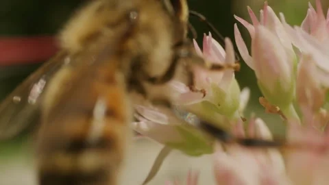 Cinematic Macro Honey Bee Sources Food Shallow Depth of Field Stock Footage 249623926