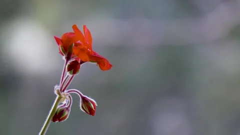 Cinematic Macro of Red Geranium with Copy Space in 4K Stock Footage 330954478