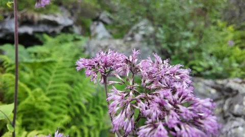 Cinematic macro shot of a bee pollinating purple Joe-Pye weed flowers Vidéo 344893697