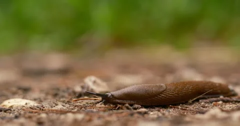Cinematic macro slug invasion, environmental and ecological challenges 库存影片 337616796
