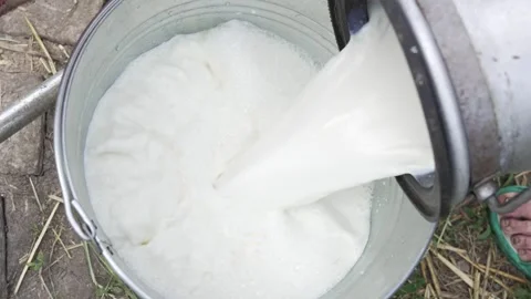 Cinematic macro top view shot of young male farmer is pouring fresh milk to Stock Footage 304699525