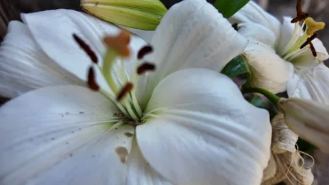Cinematic Macro Tracking Shot Of A White Lily Stock-Footage 336280747