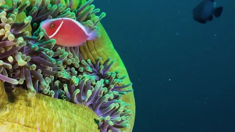 Cinematic Macro Underwater B-Roll of Pink Skunk Clownfish in Stinging Tentacles Stock Footage 341698491
