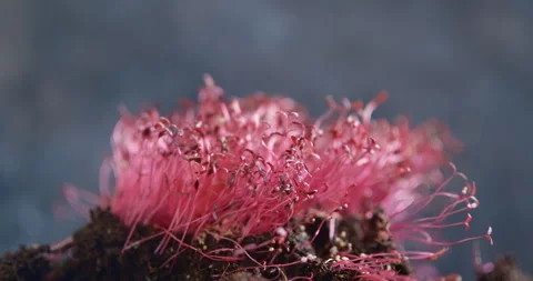 Cinematic macro of vibrant red amaranth micro greens growing naturally Stock Footage 340184670