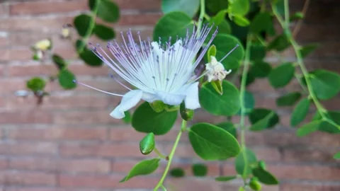 Cinematic macro video of a blooming exotic Capparis spinosa flower Stock Footage 341426484