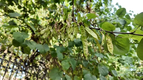 Cinematic macro video of heart-shaped leaves and seed pods on a Judas tree Stock Footage 341019256