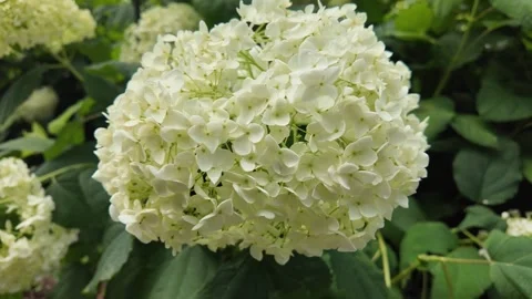 Cinematic macro video of white hydrangea flowers blooming gently Vídeos de archivo 346168006