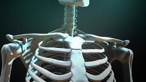 Cinematic Medical Loop of Human Thorax and Shoulder Anatomy 動画素材 338251784