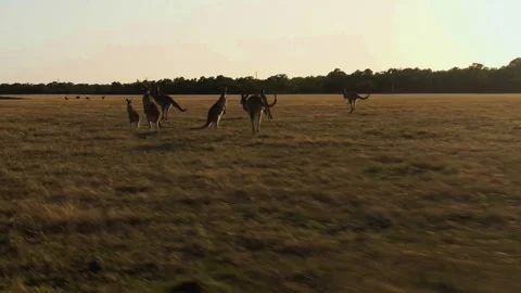 Cinematic Medium Tracking Shot of a Wild Kangaroo Mob Hopping Across Open Vídeos de archivo 342737289