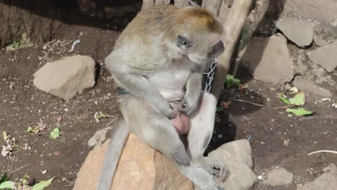 Cinematic Monkey Stock Footage 175667497