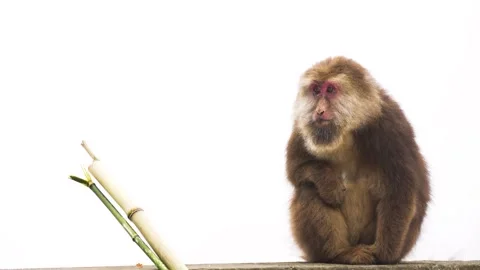 Cinematic Monkey Footage hike to Mount Emei, Sichuan, China Vídeos de archivo 321521329