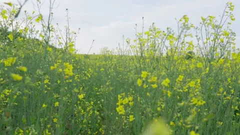 Cinematic Motion Through Blooming Rapeseed Field at Sunset Stock Footage 341763501