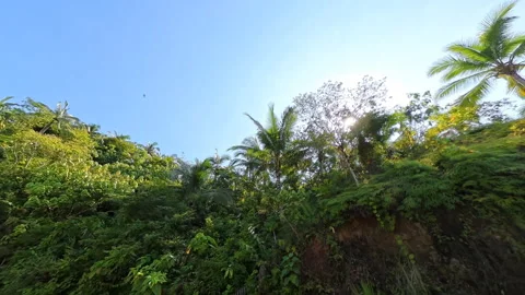 Cinematic Mountain Pull away Shot – Lush Green Trees Stock Footage 339314783