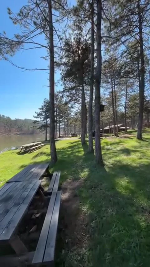 Cinematic Move in Samlar Nature Park Istanbul Turkey with Real Birds Sound Stock Footage 345141741