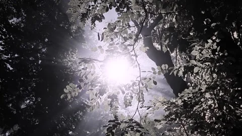 Cinematic, mystical view of sun peaking from the middle of the trees Stock Footage