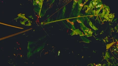 Cinematic Nature #1 Video stock 213210108