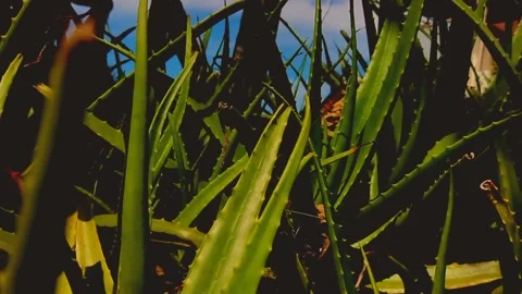 Cinematic Nature #10 Video stock 213754270