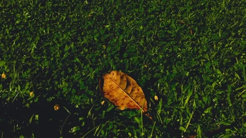 Cinematic Nature #13 Video stock 213758111